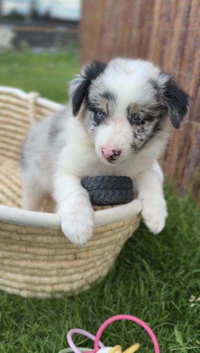 Border collie blue merle suczka
