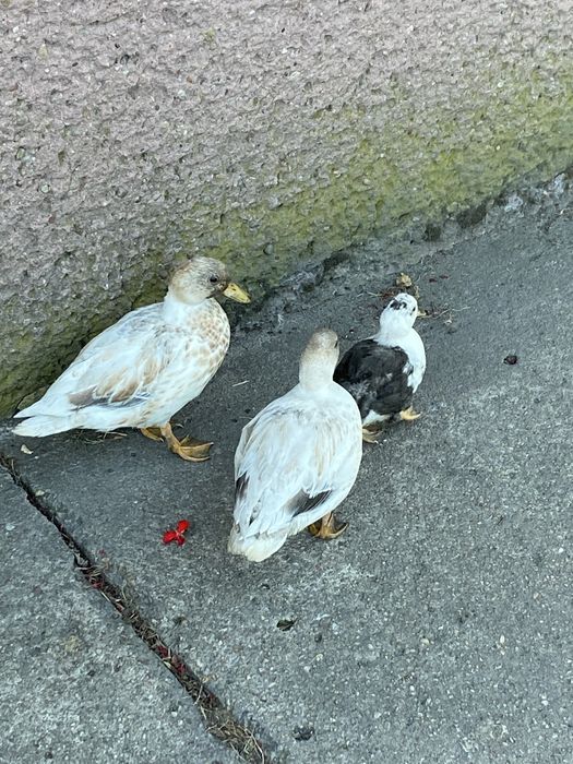 Call duck 3 sztuki para