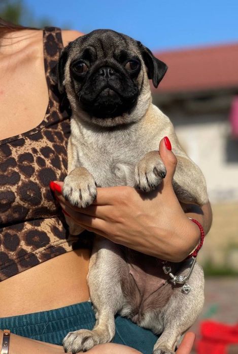 Продам девочку мопса