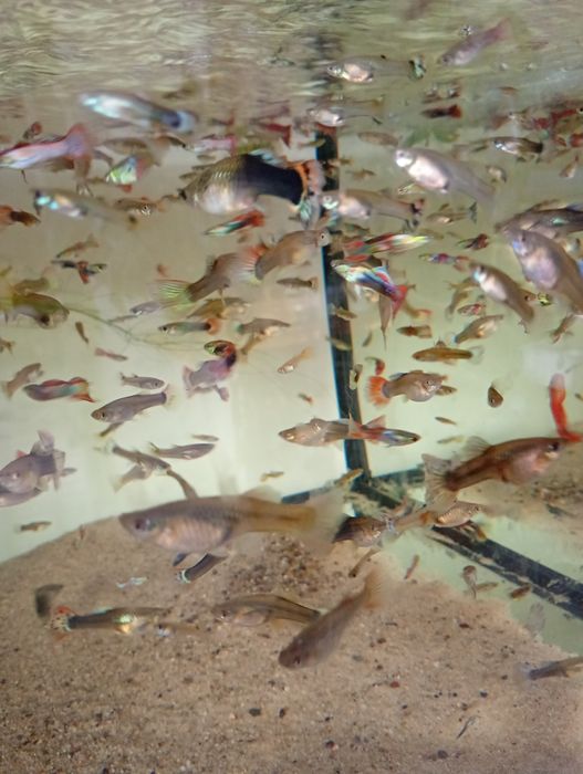 Sprzedam rybki akwariowe gupiki