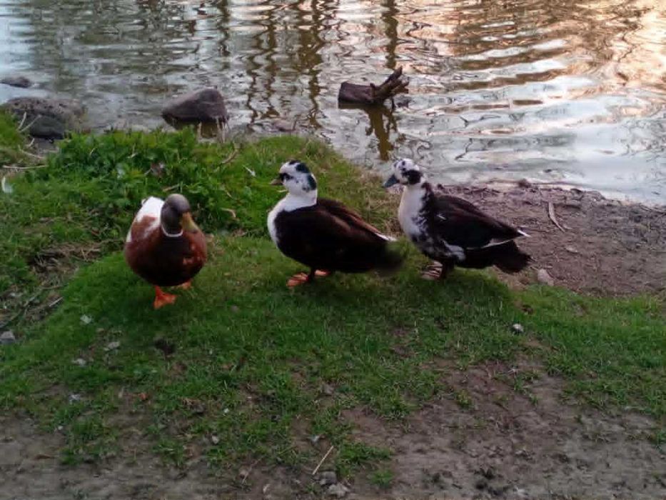 Kaczki Call Duck