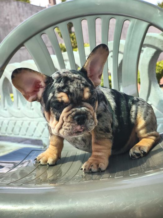 Мерле тан мальчик французского бульдога