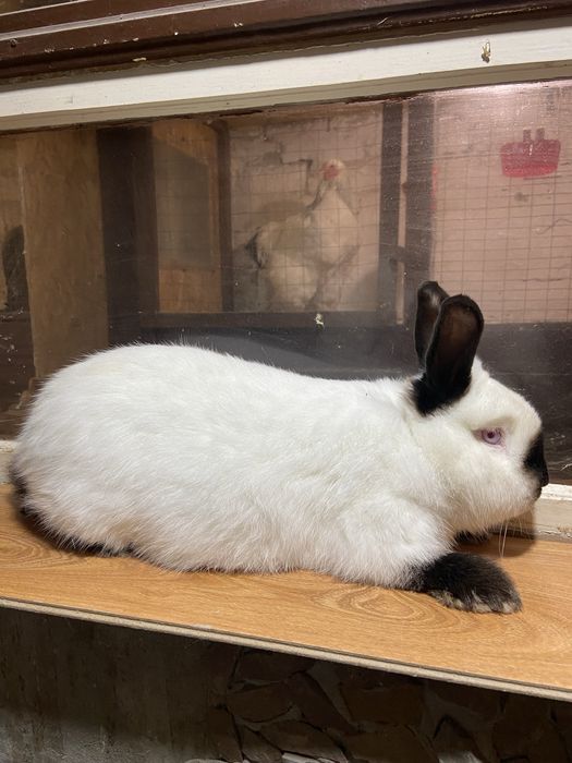 Каліфорнія самці