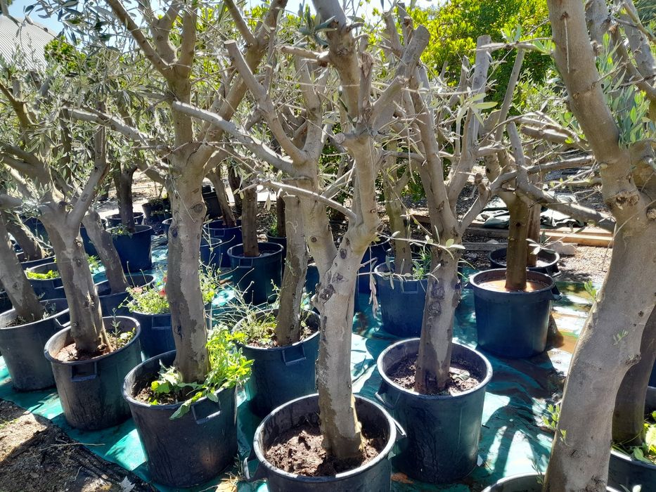 Oliveiras Para jardim ou Exposição