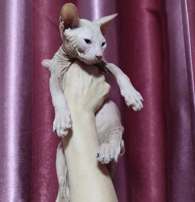Донський Сфінкс кошенята