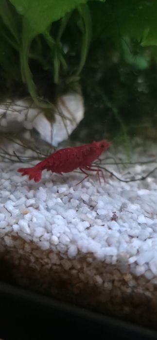 Neocaridina Bloody Mary, Painted Red Fire - Matrizes Importadas e Selecionadas