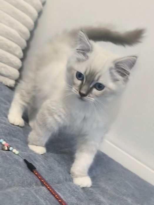JASMINE kotka RAGDOLL blue mitted gotowa do odbioru