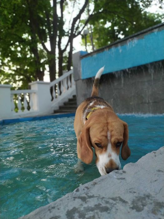 Бігль в'язка! Київ,Хмельницький ,Чернівці , Кам'янець Подільський