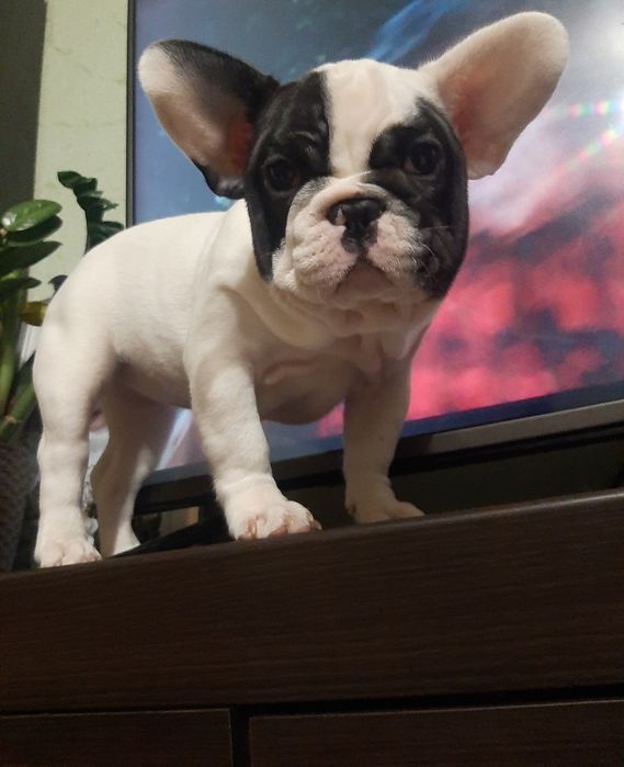 Французский бульдог.девочка