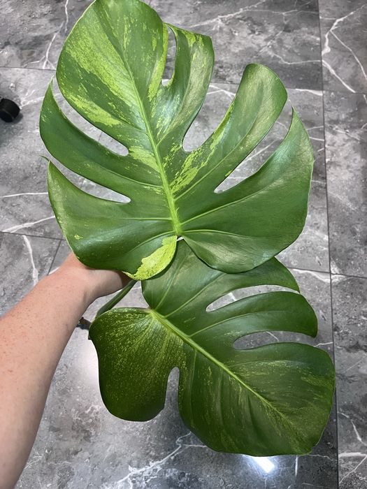 Monstera Green on Green mint szczyt