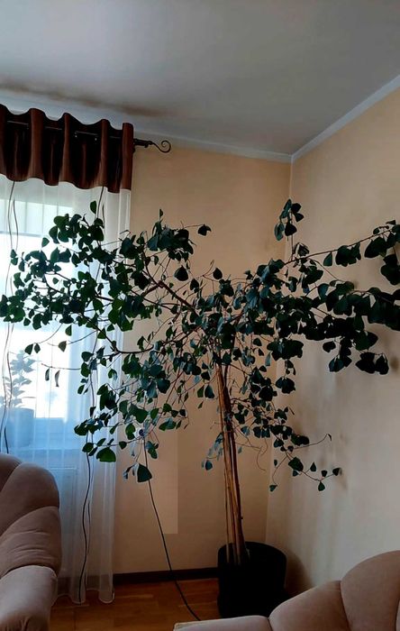 Fikus Trinova 190 cm