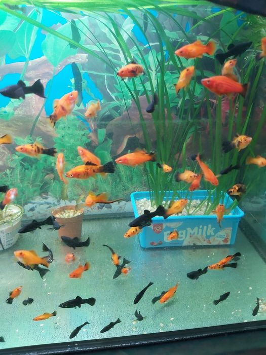 Młode rybki Molinezje Mieczyki.