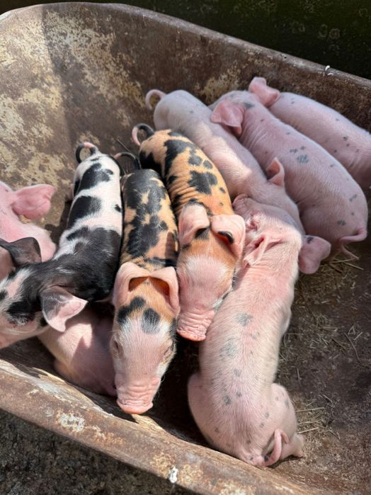 Porcos e leitões de todas as idades