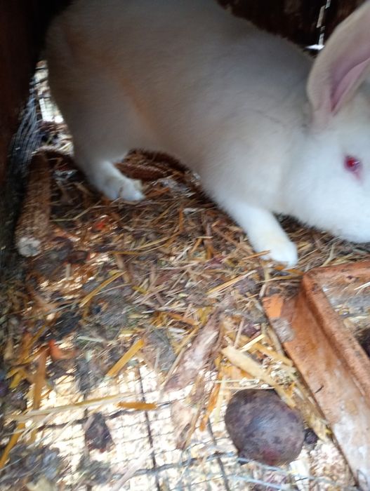 Króliki samce i samice