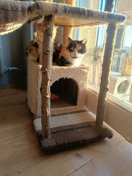 Szukasz jedynaczki? Wiki chce mieć Twoje serce tylko dla siebie!