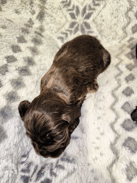 Cocker spaniel angielski CZEKOLADOWA suczka