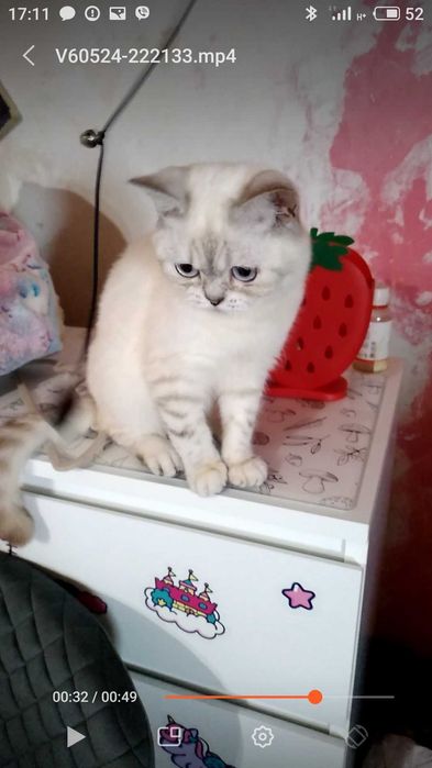 Котик,котёнок,белый,шишшилла серебристая. Кот.