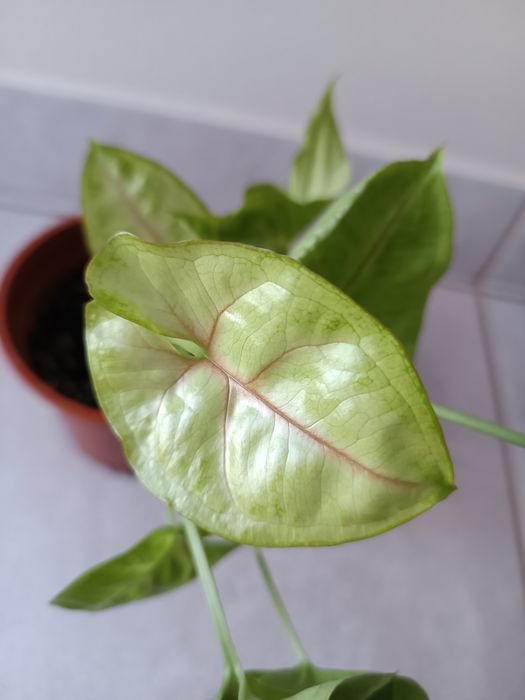 Syngonium Lemon Lime
