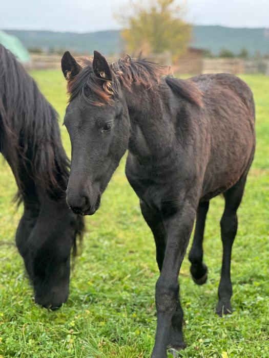Sprzedam zrebaka, klacz fryzyjska