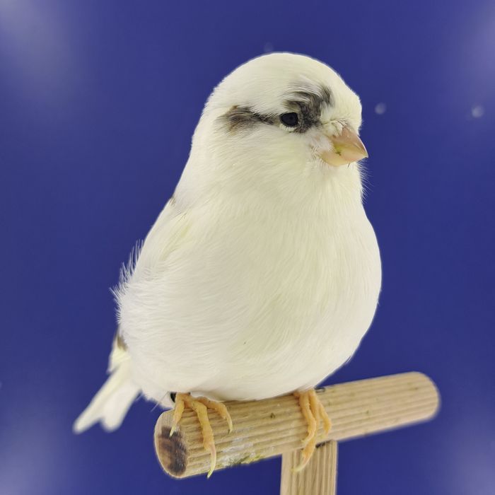 Kanarek, samczyk 23 - sprzedam, Wrocław