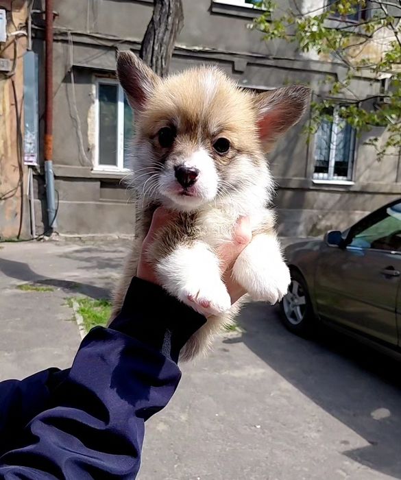 Кукольный малыш  вельш корги