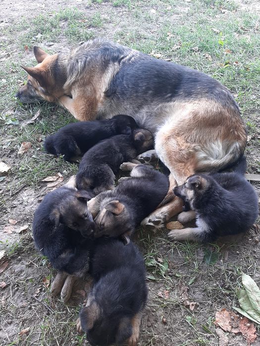Німецькі вівчарки