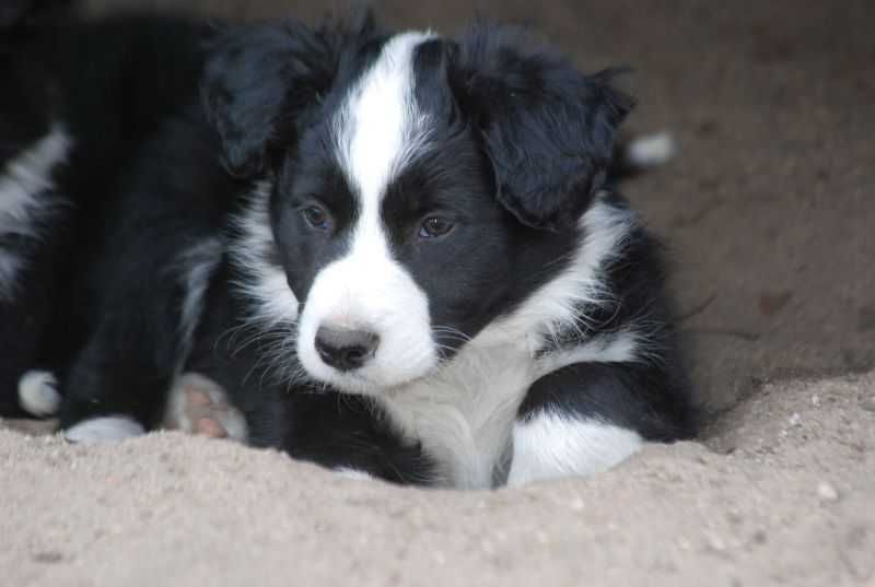 PIESEK Border Collie czarno biały , gotowy do odbioru