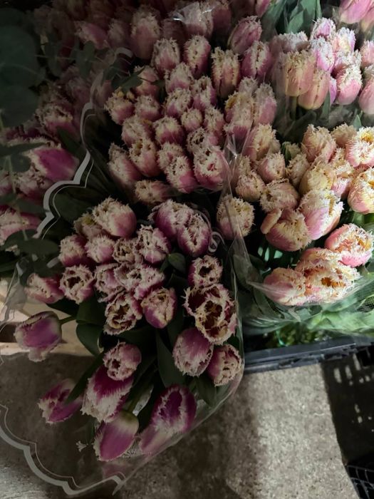 Продам цибулину(суха)  голландського  тюльпану, після вигонки. Від 5 кг.