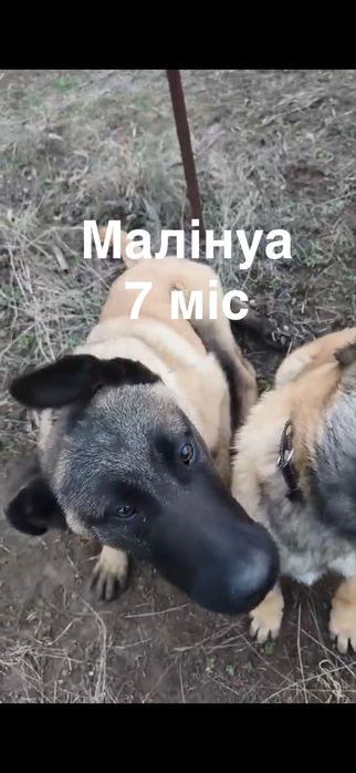 Малінуа 7 міс брат та сестра