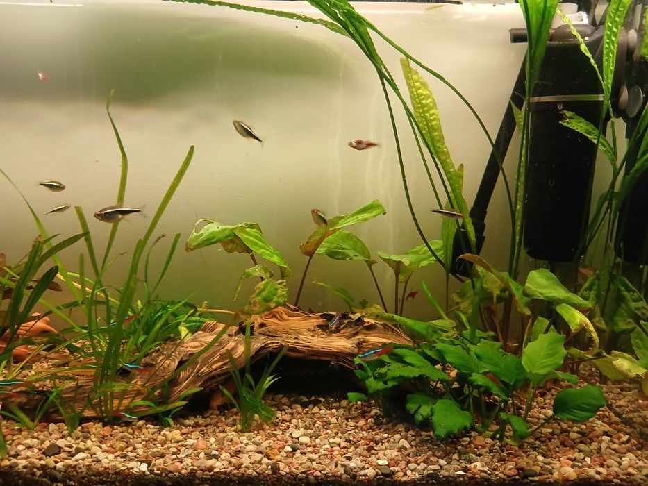 Akwarium 200l z osprzętem