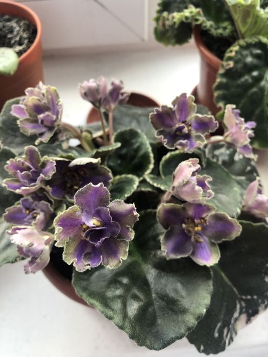 Фіалки вазон віддам дешево