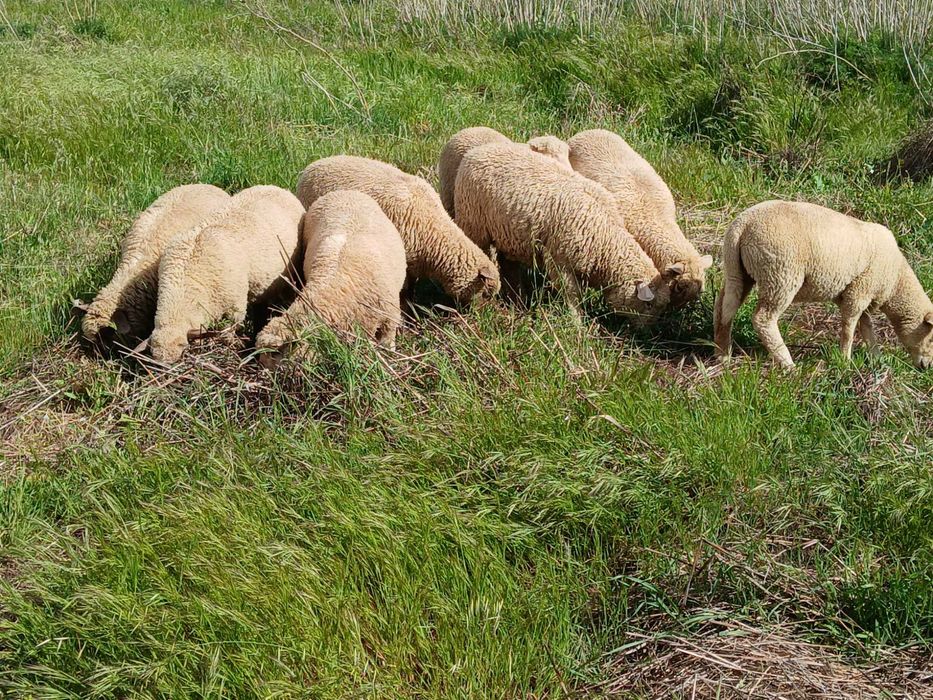 Vendo borregas crusadas merino