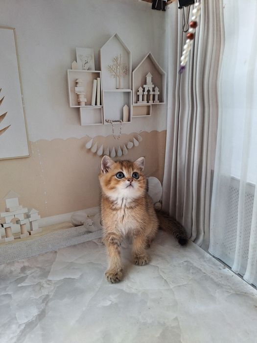 Британська золота шиншила