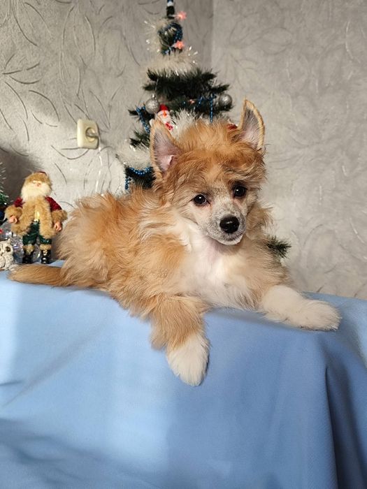 Пухнасте цуценя китайської чубатої