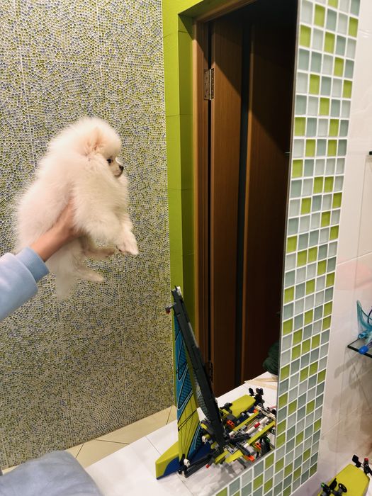 Білосніжний міні хлопчик померанський шпіц