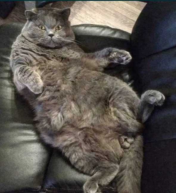 кошинята британьські та шотланські