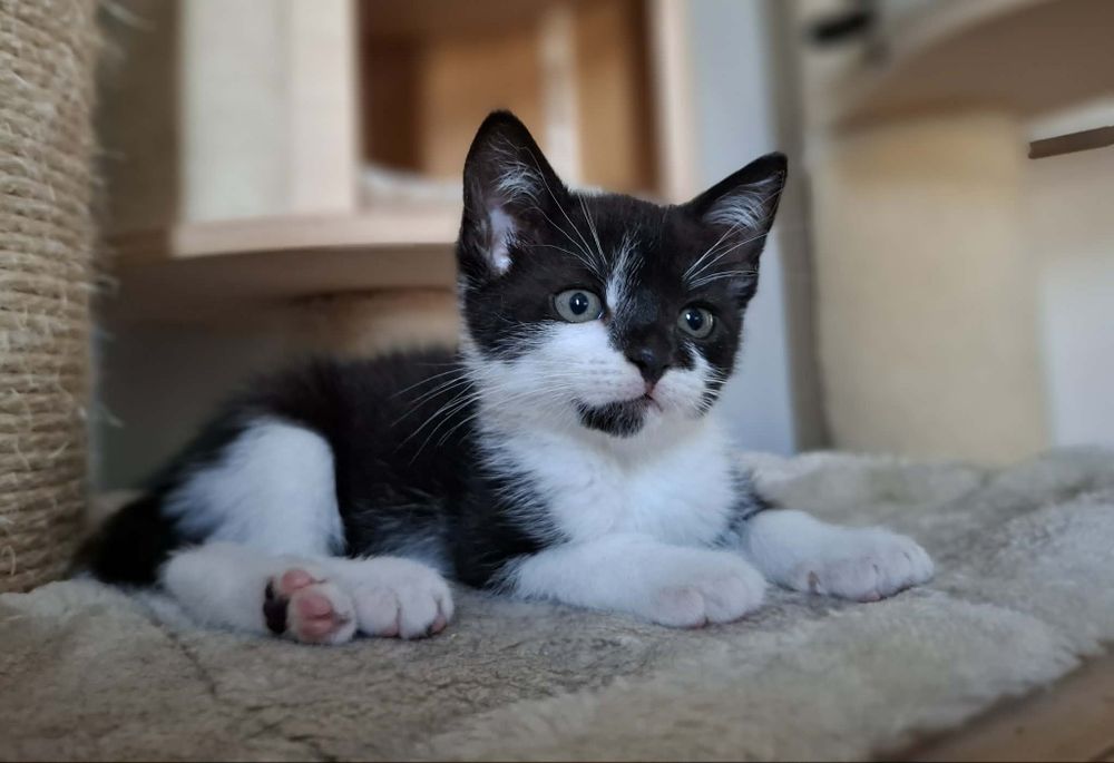Cudne kociaki, kotki do adopcji,  kot, kotek