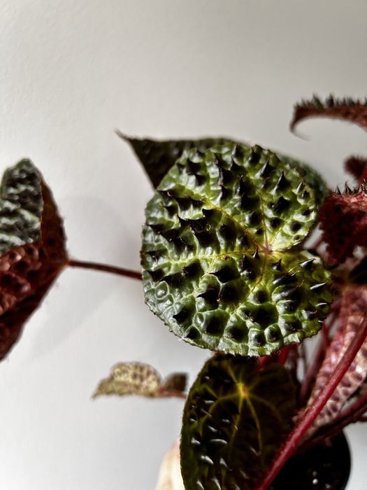 Begonia Ferox grande