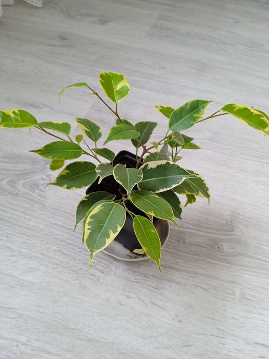 Продам фікуси Кінкі