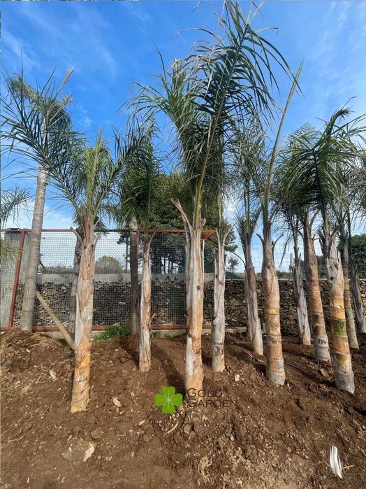 Coqueiros a partir de 1 metro de tronco! Palmeiras / Coqueiro / Jardim