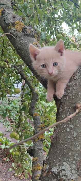 Кошеня з голубими очима в добрі руки