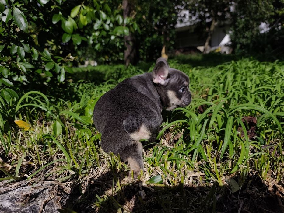 bulldog francês femea