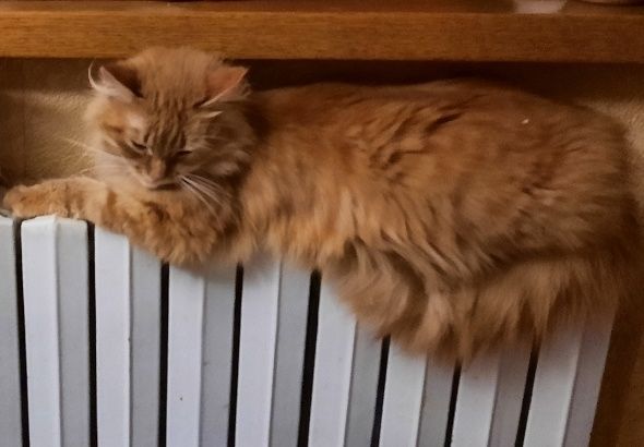 Пропала кішечка Полтава,  Браїлки.  Руда, шийка біла