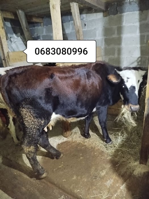 Продам молоду корову вечірка