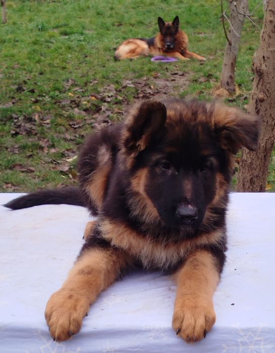 Дівчата Німецької вівчарки