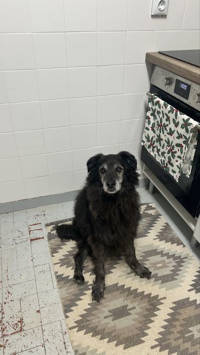 Petsitting e Passeio de cães