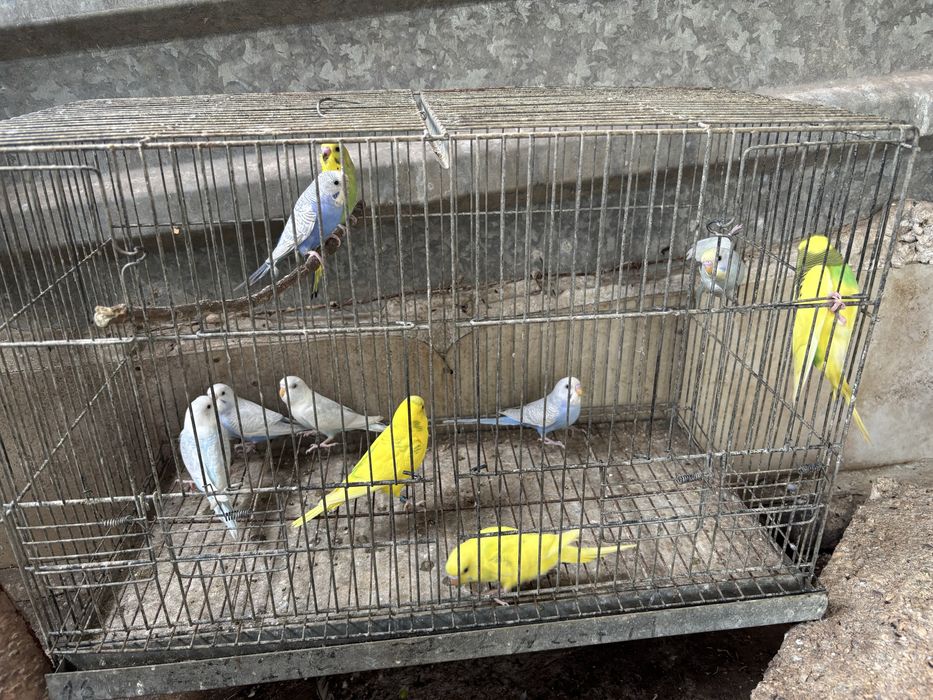 periquitos australianos