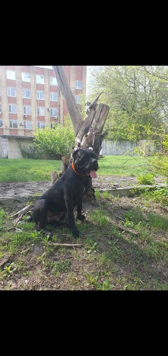 Продам щенков кане корсо