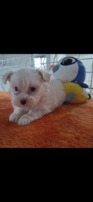 O seu bichon maltês