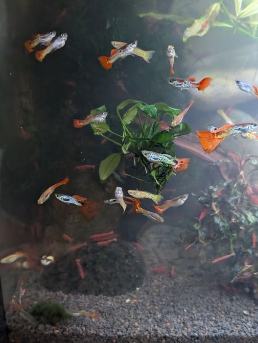 Guppies sortidos